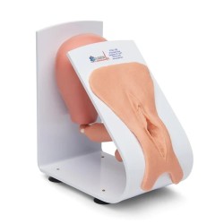 Simulaids Female Catheterization Trainer