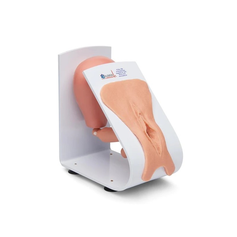 Simulaids Female Catheterization Trainer