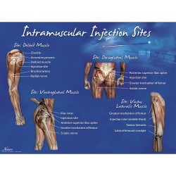 Life-form Intramuscular Injection Sites Poster