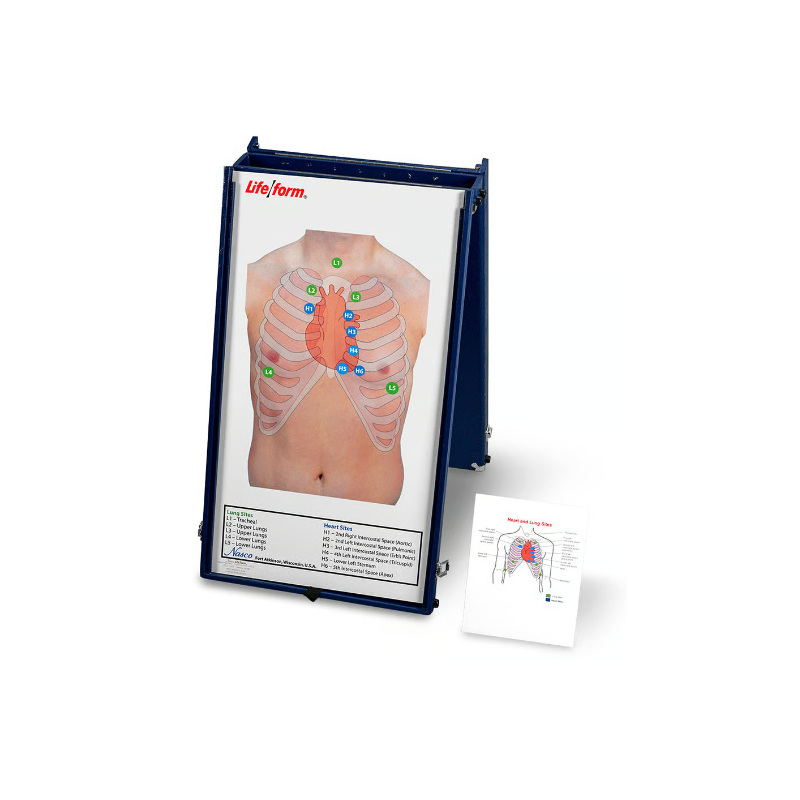 Life-form Anterior Auscultation Board with Case