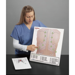 Life-form Posterior Auscultation Practice Board