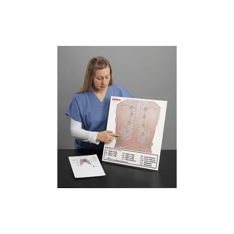 Life-form Posterior Auscultation Practice Board