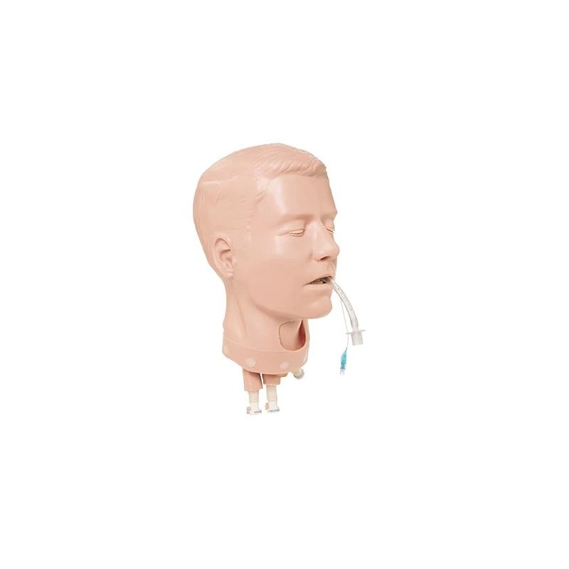 Adult Pda Deluxe Airway Head