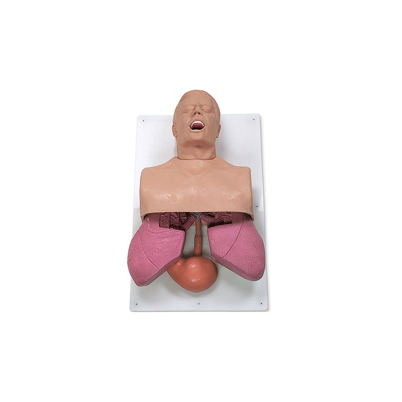 Simulaids Adult Airway Management Trainer